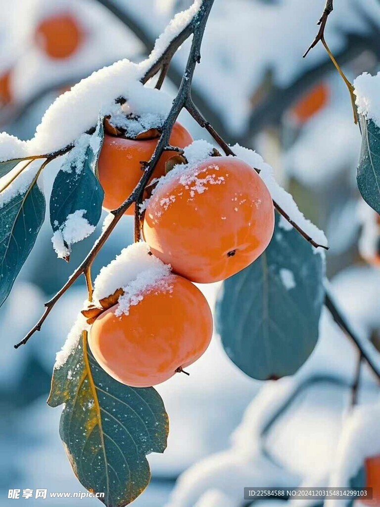 柿子 
