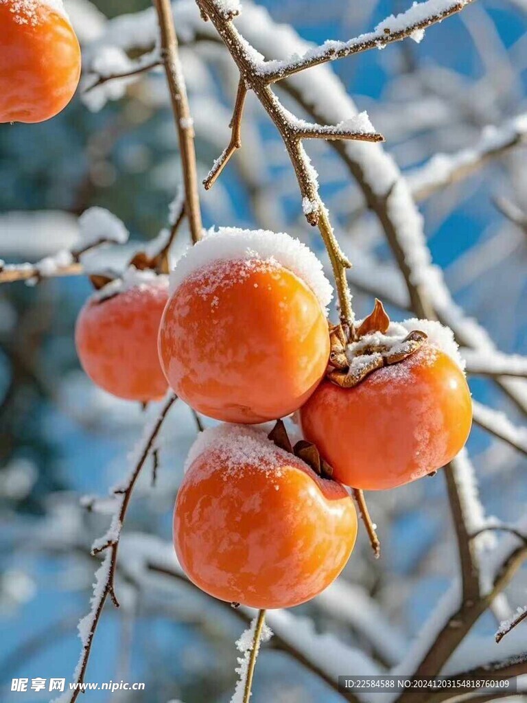 柿子 