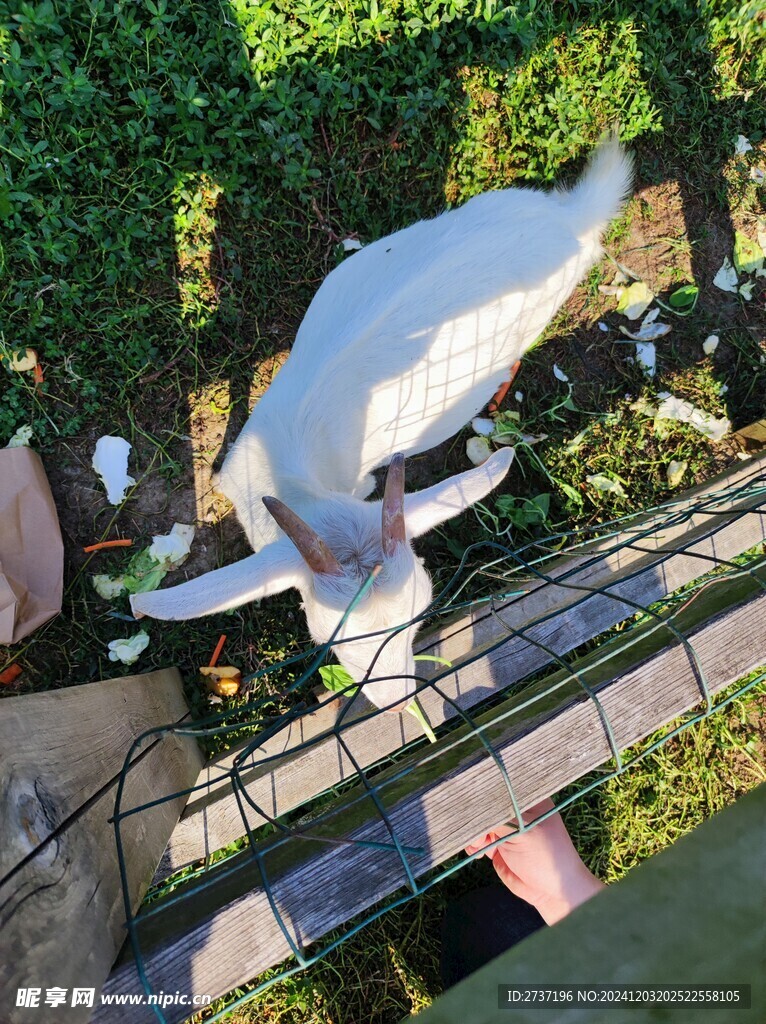 小羊