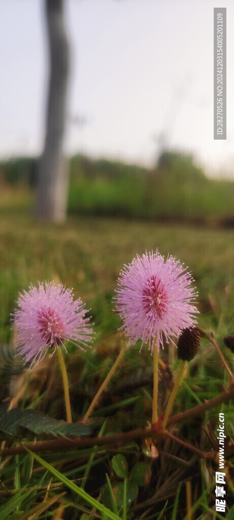 含羞草花