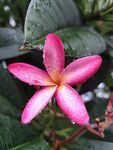 红鸡蛋花