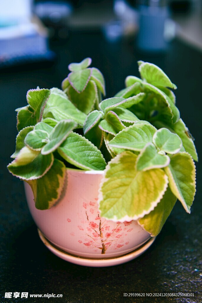 薄荷  
