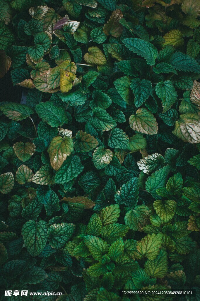 薄荷 