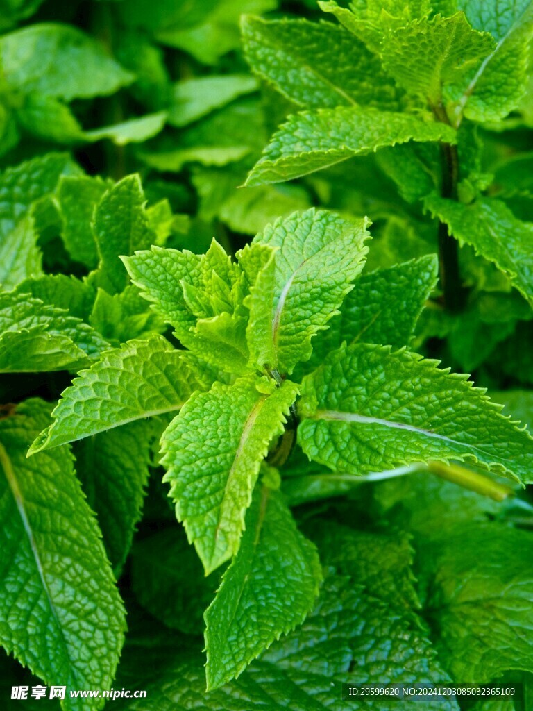 薄荷  