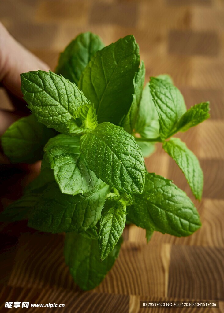 薄荷 