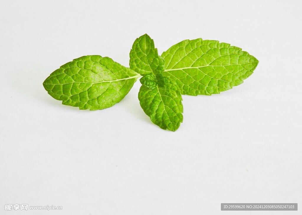 薄荷  