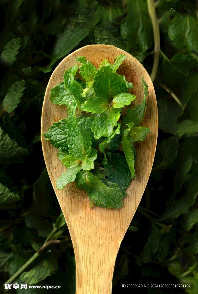 薄荷 
