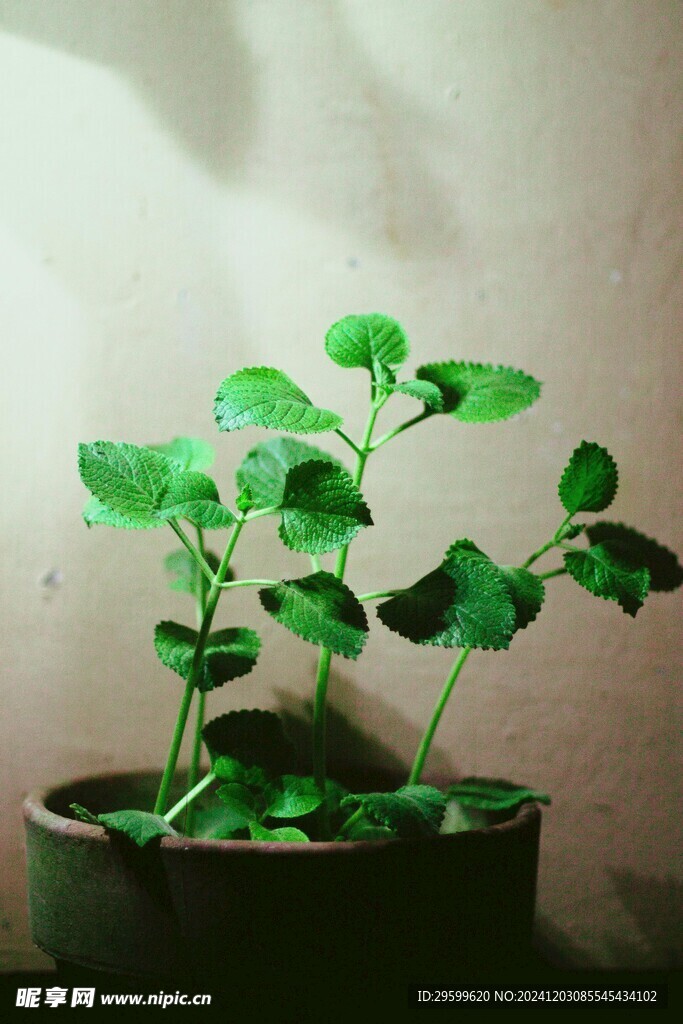 薄荷 