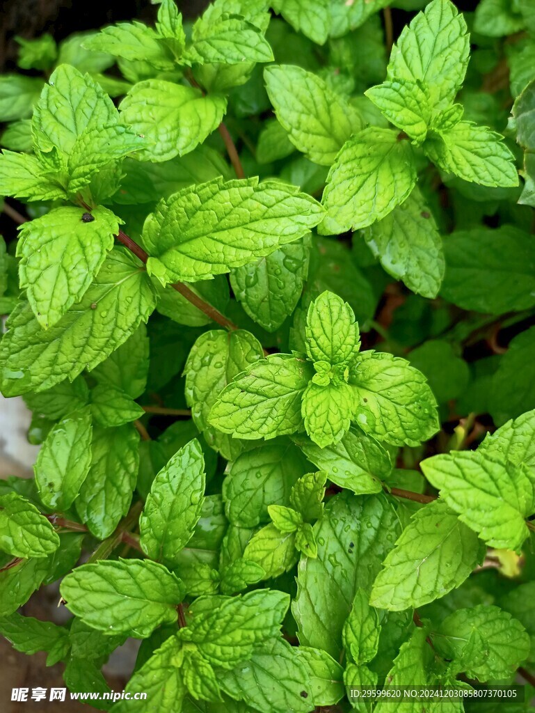 薄荷  