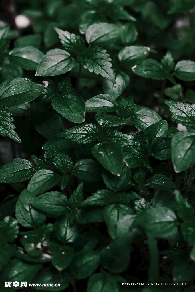 薄荷 