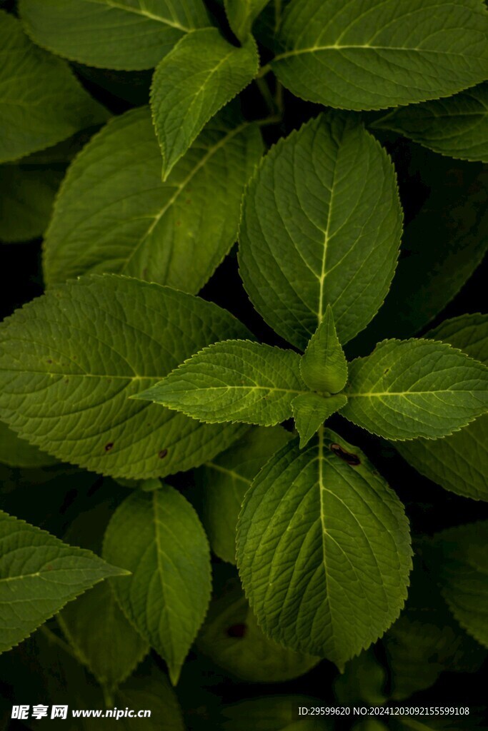 薄荷 