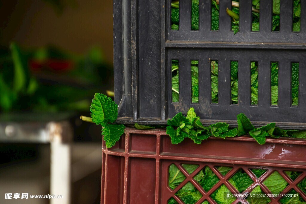 薄荷  