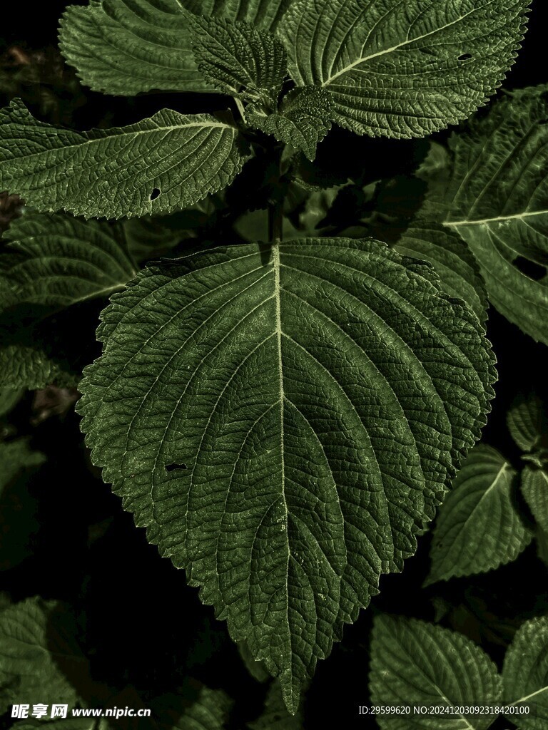 薄荷 