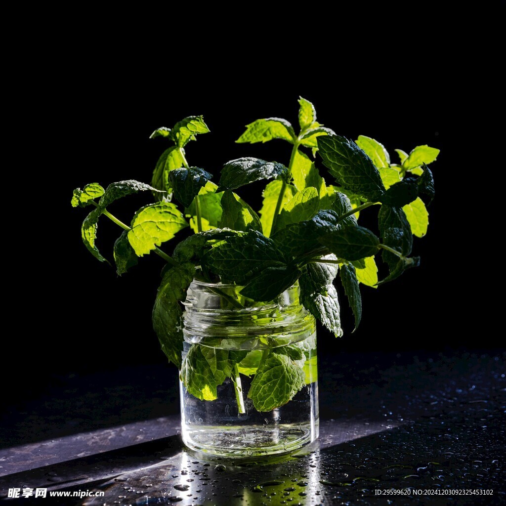 薄荷  