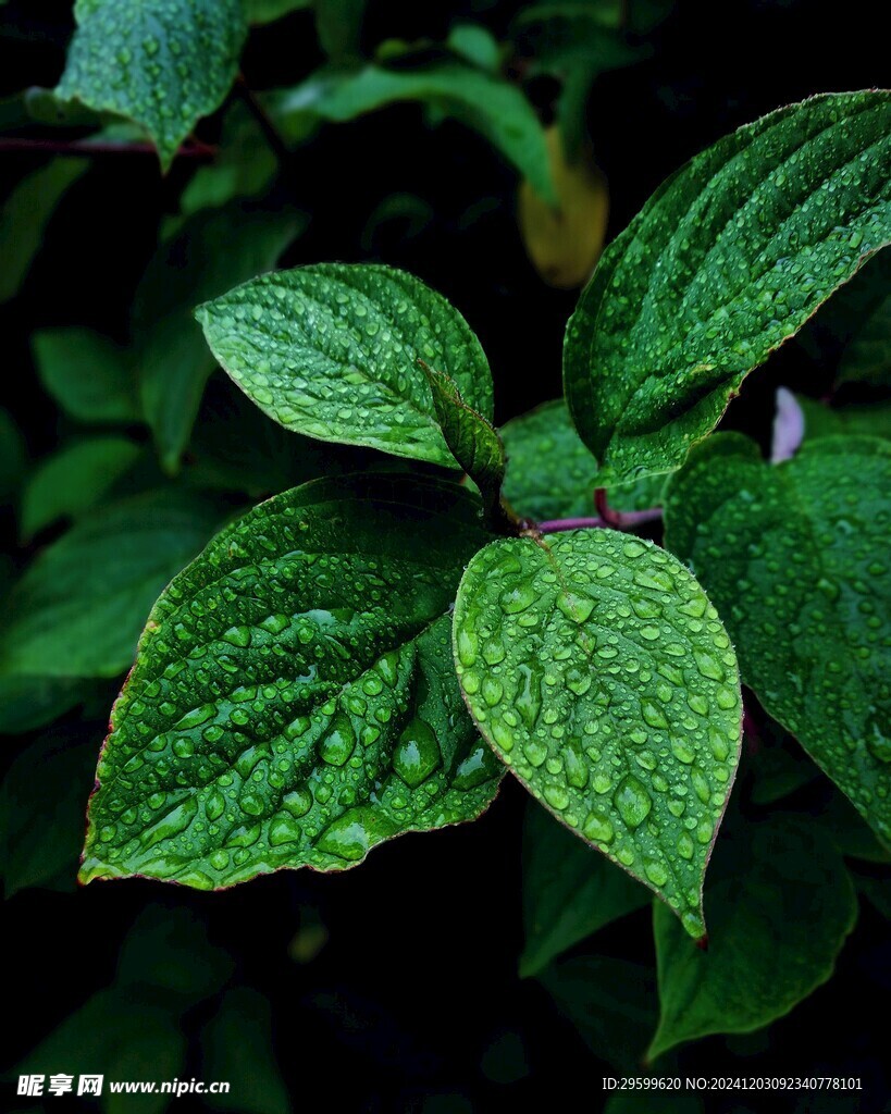 薄荷  