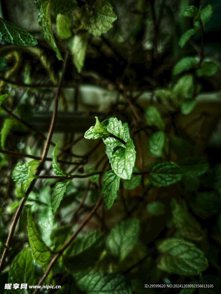 薄荷  