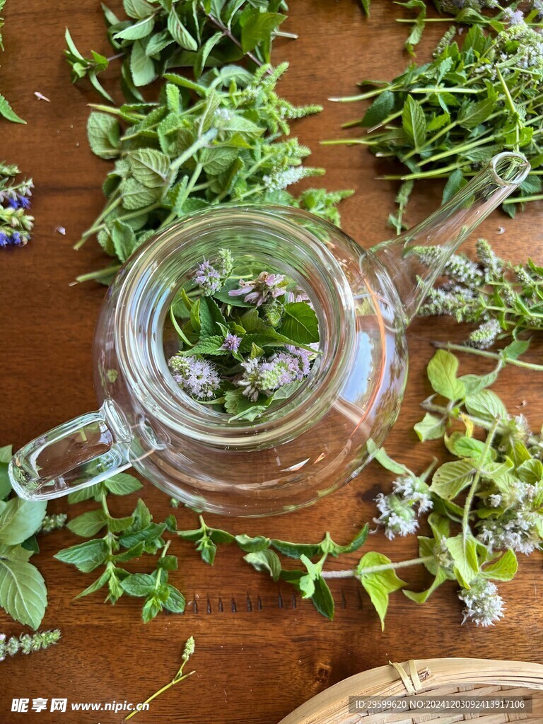 薄荷  
