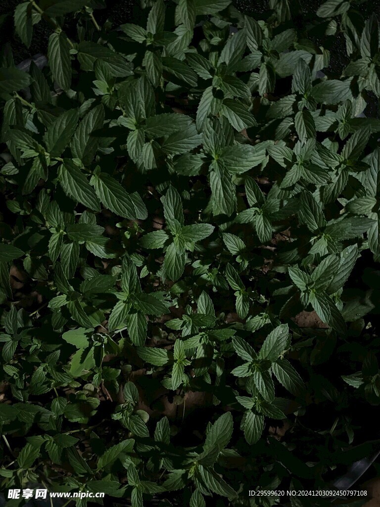 薄荷  