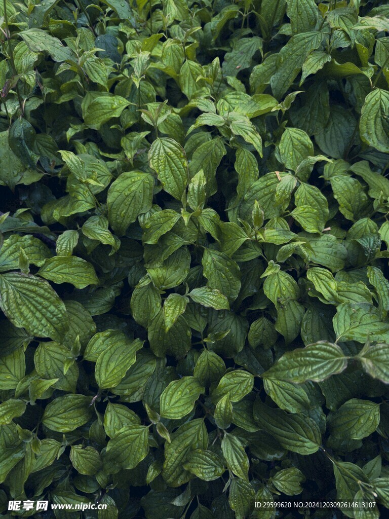 薄荷  
