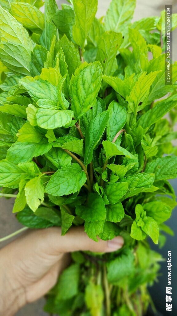 薄荷  