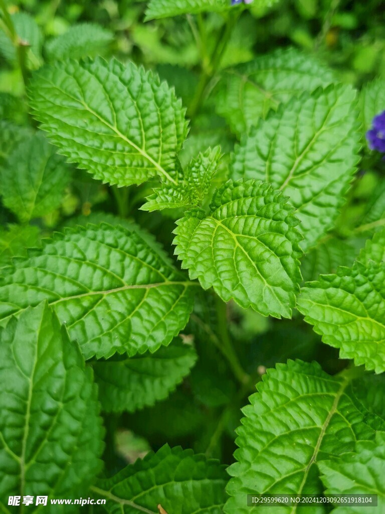 薄荷 