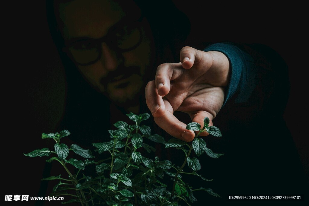 薄荷  