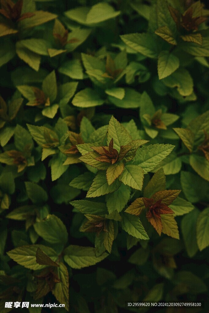 薄荷 
