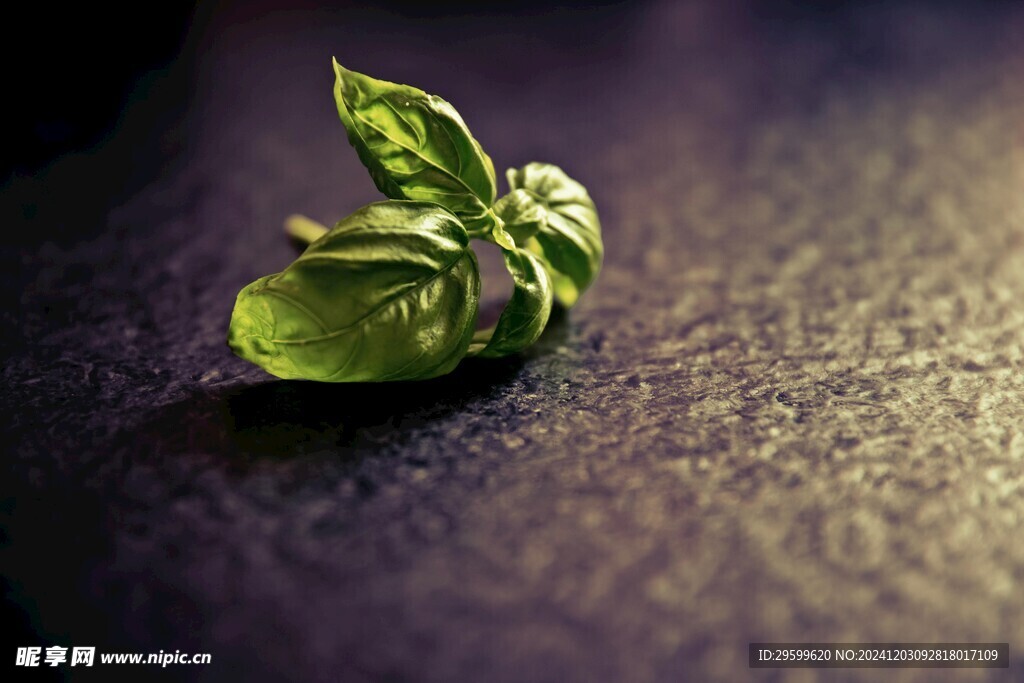 薄荷  