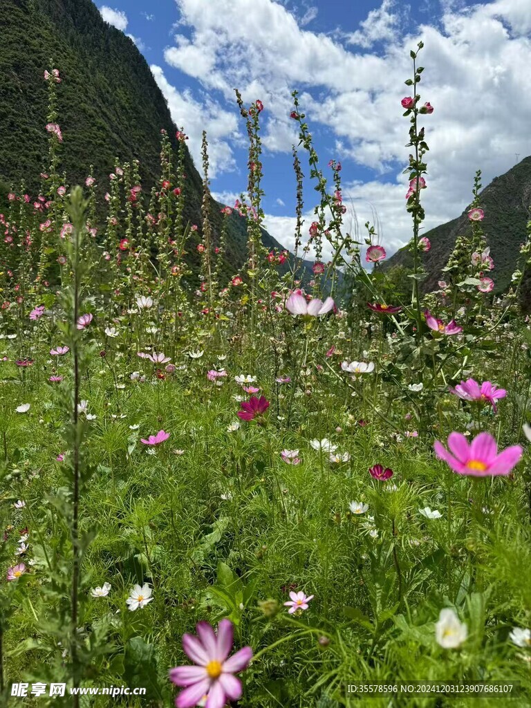 百花齐放