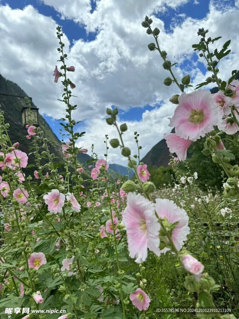 百花齐放