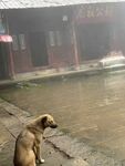 寺庙与狗