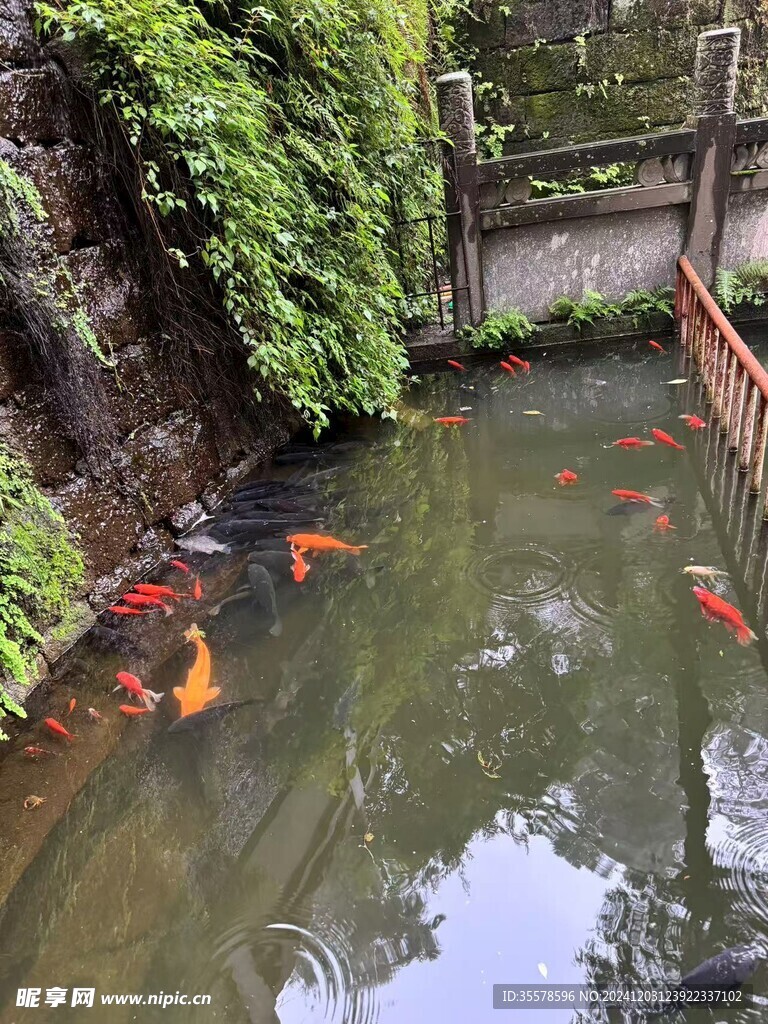 鱼群