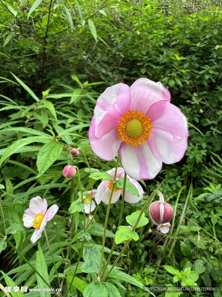 粉色的花