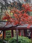 秋天红叶树叶风景