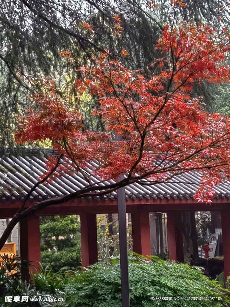 秋天红叶树叶风景