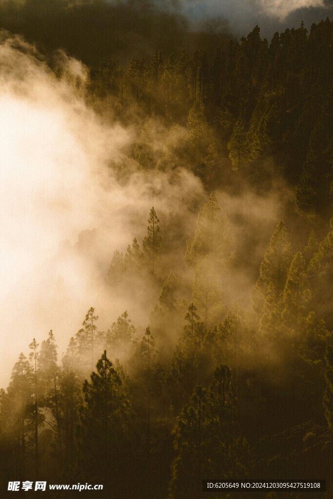 雾气弥漫的山间丛林