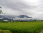 稻田