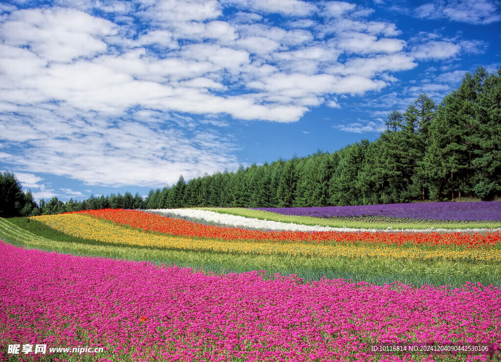 北海道花海