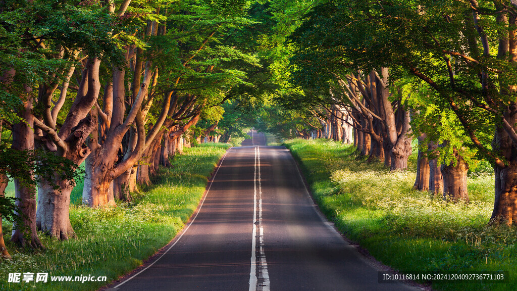 森林公路