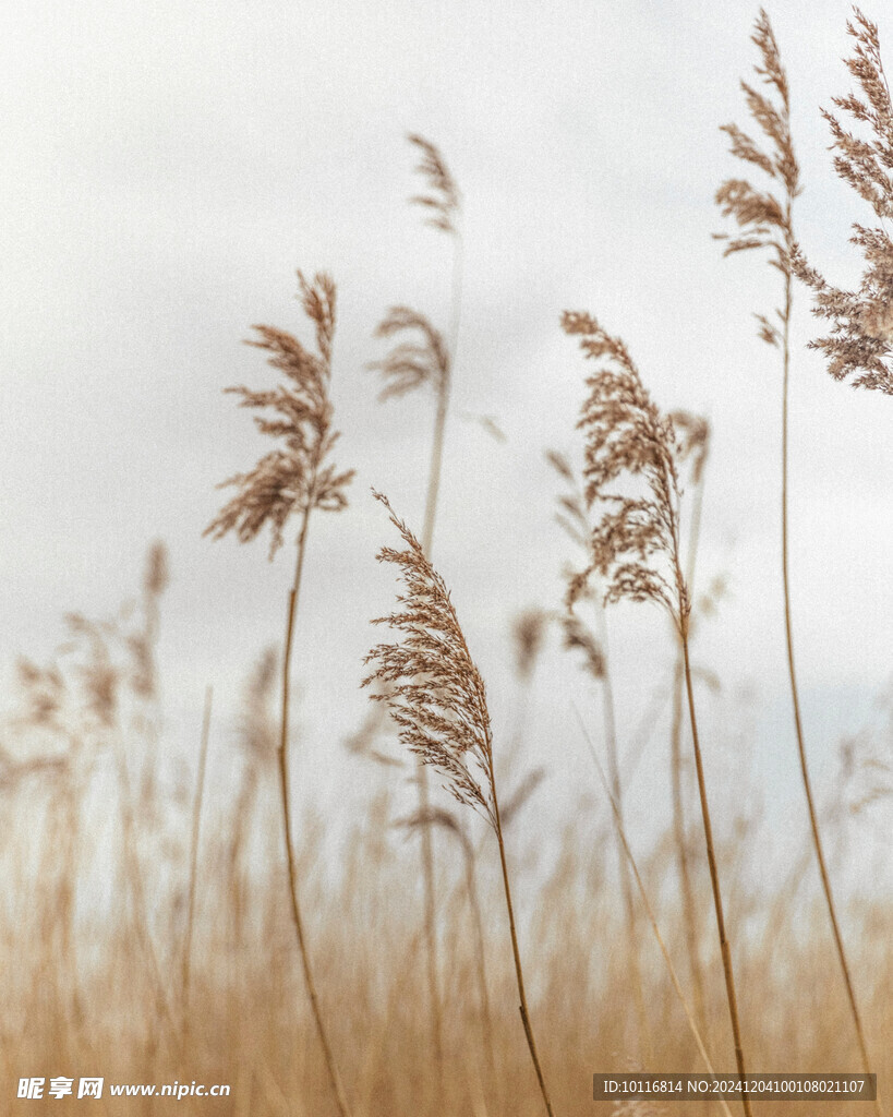 秋季芦苇