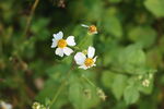 野菊花