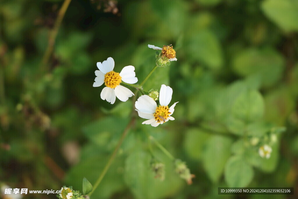 野菊花