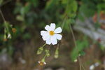 野菊花
