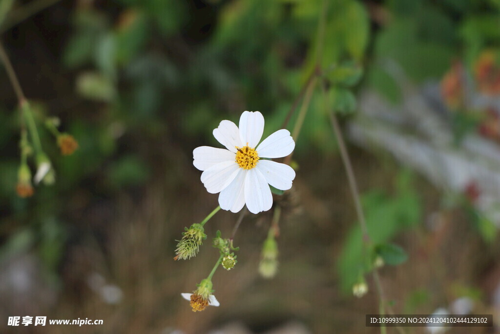 野菊花