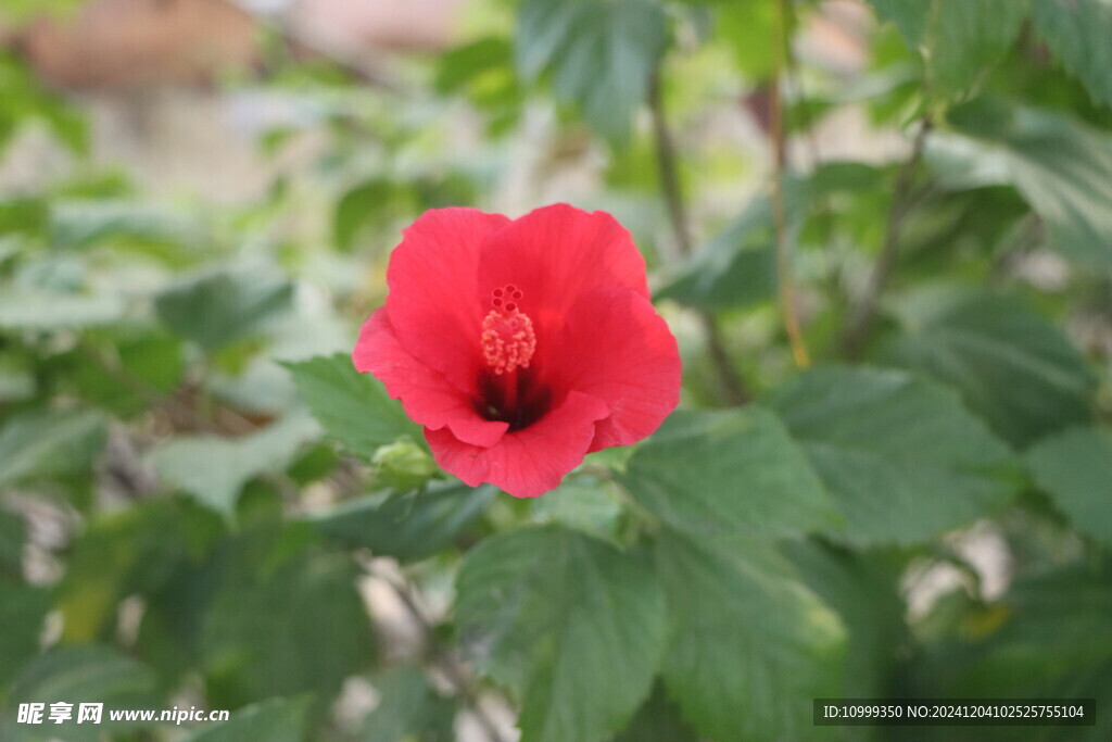 扶桑花
