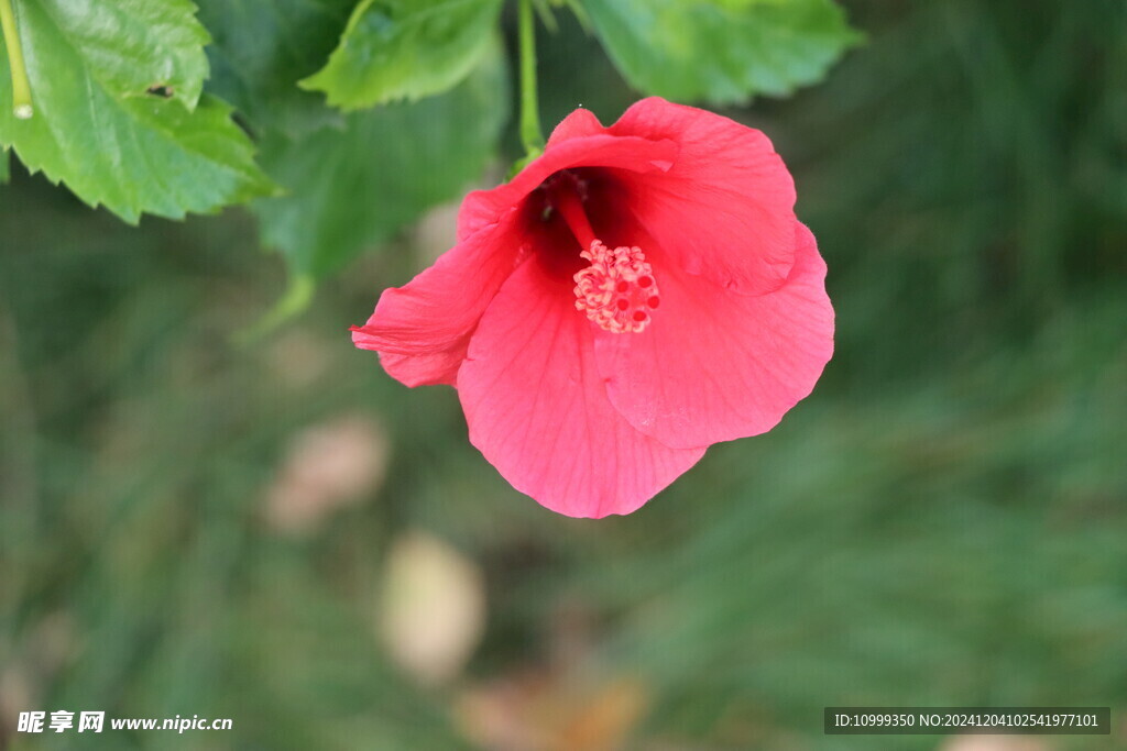 扶桑花