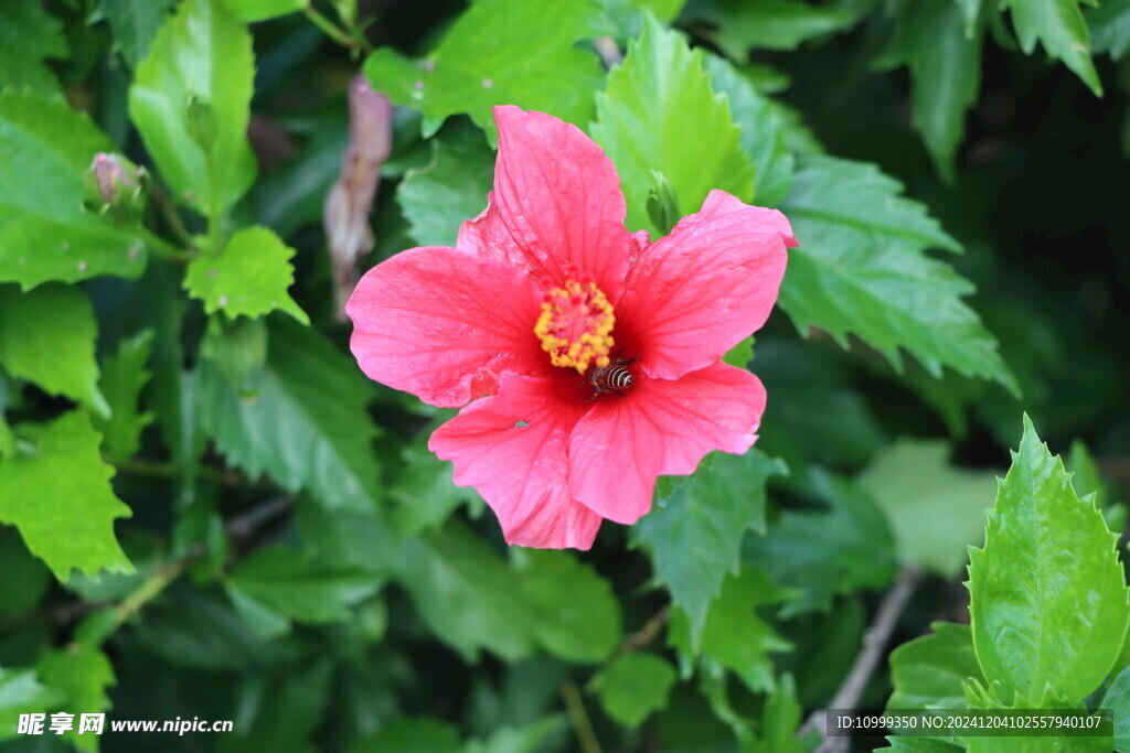 扶桑花