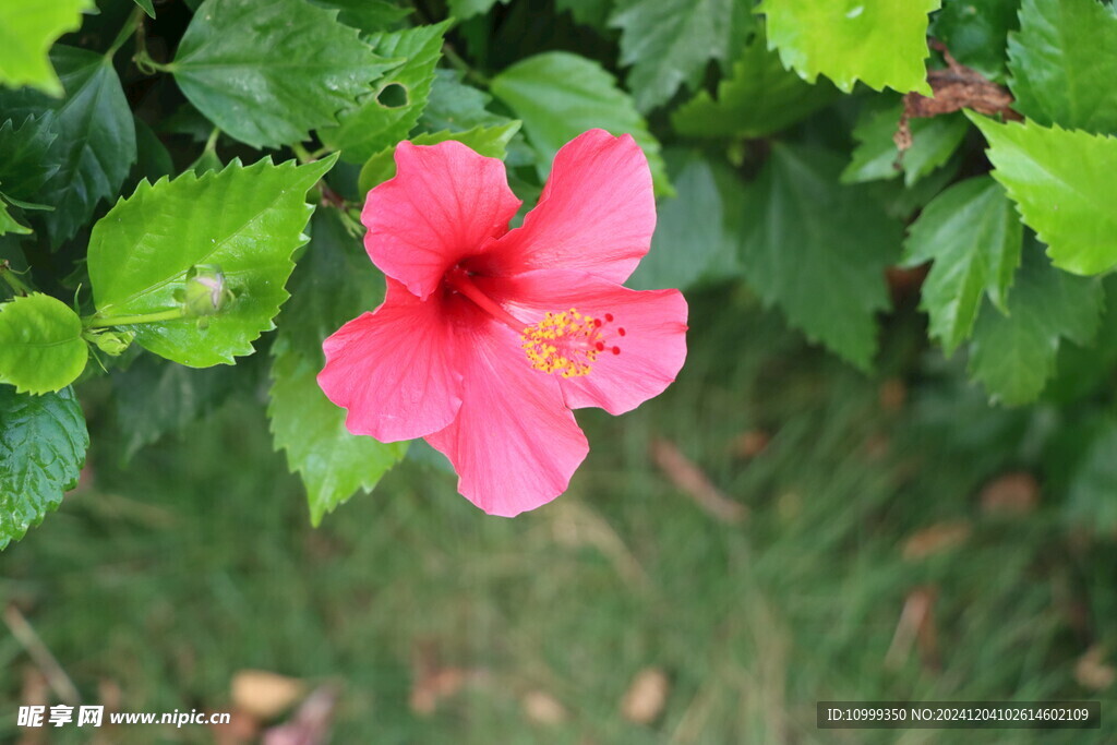 扶桑花