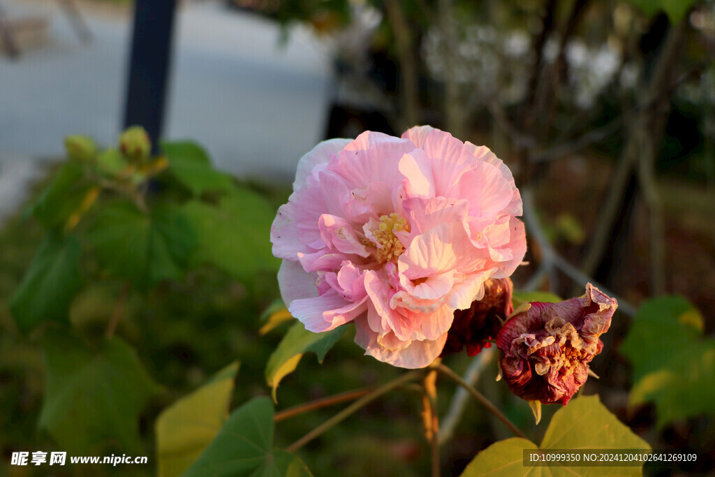 木芙蓉