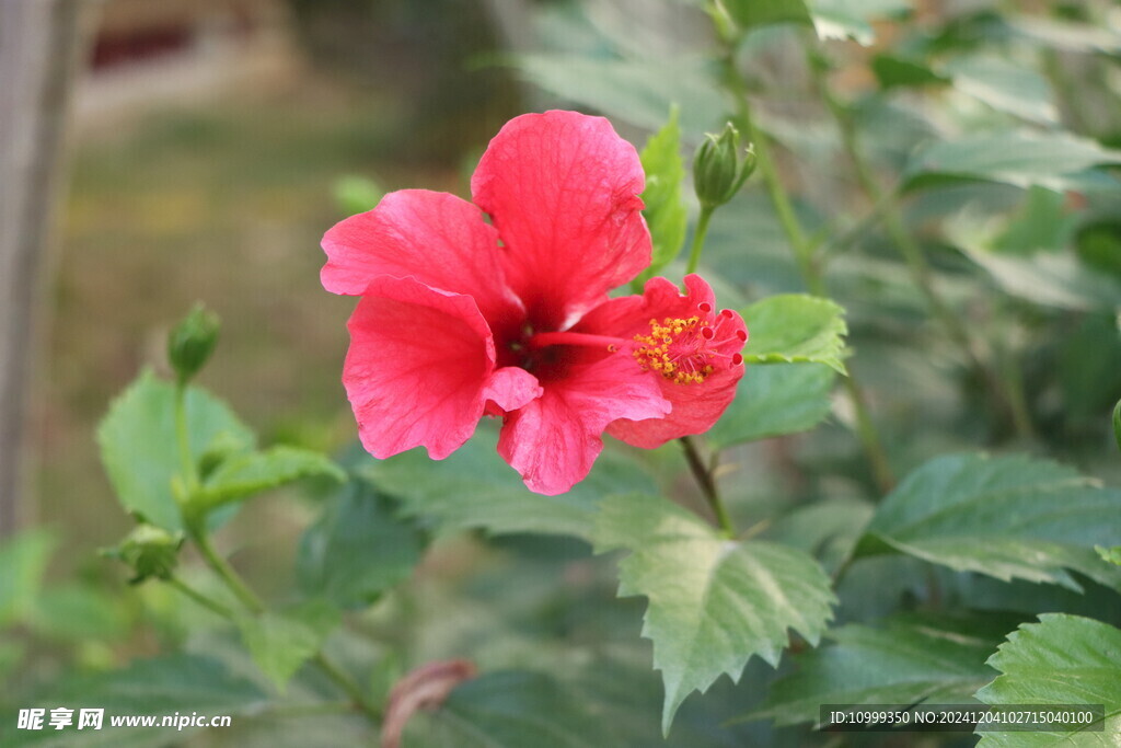 扶桑花